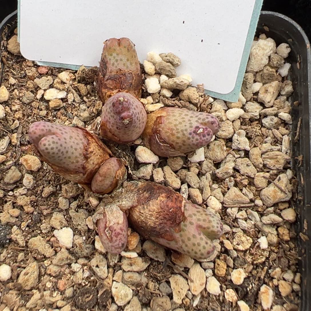 5-296肉锥多肉植物，