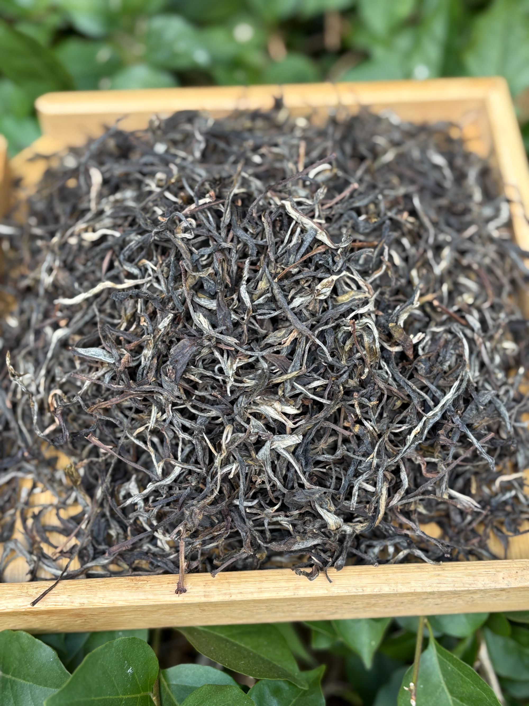 【2025年】易武刮风寨158号黑水梁子乔木头春（生茶）散100g