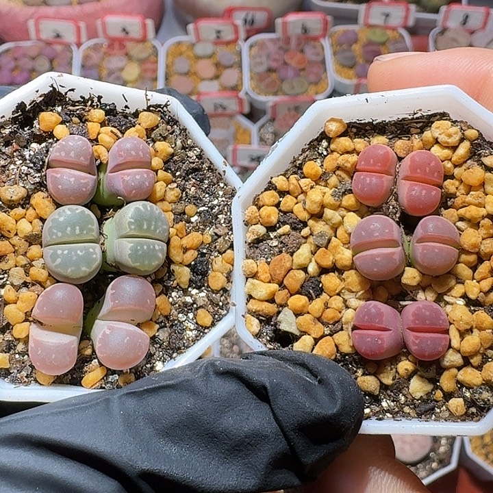 生石花111111。   118