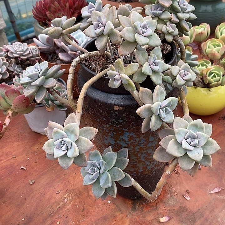 杏美人无砍多肉整