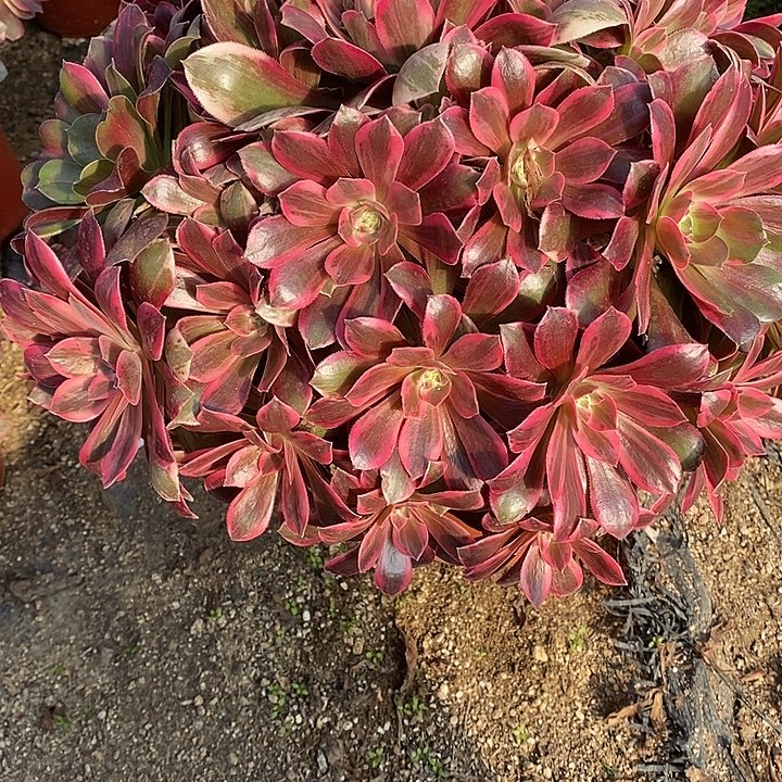 多肉植物幻莎762多肉