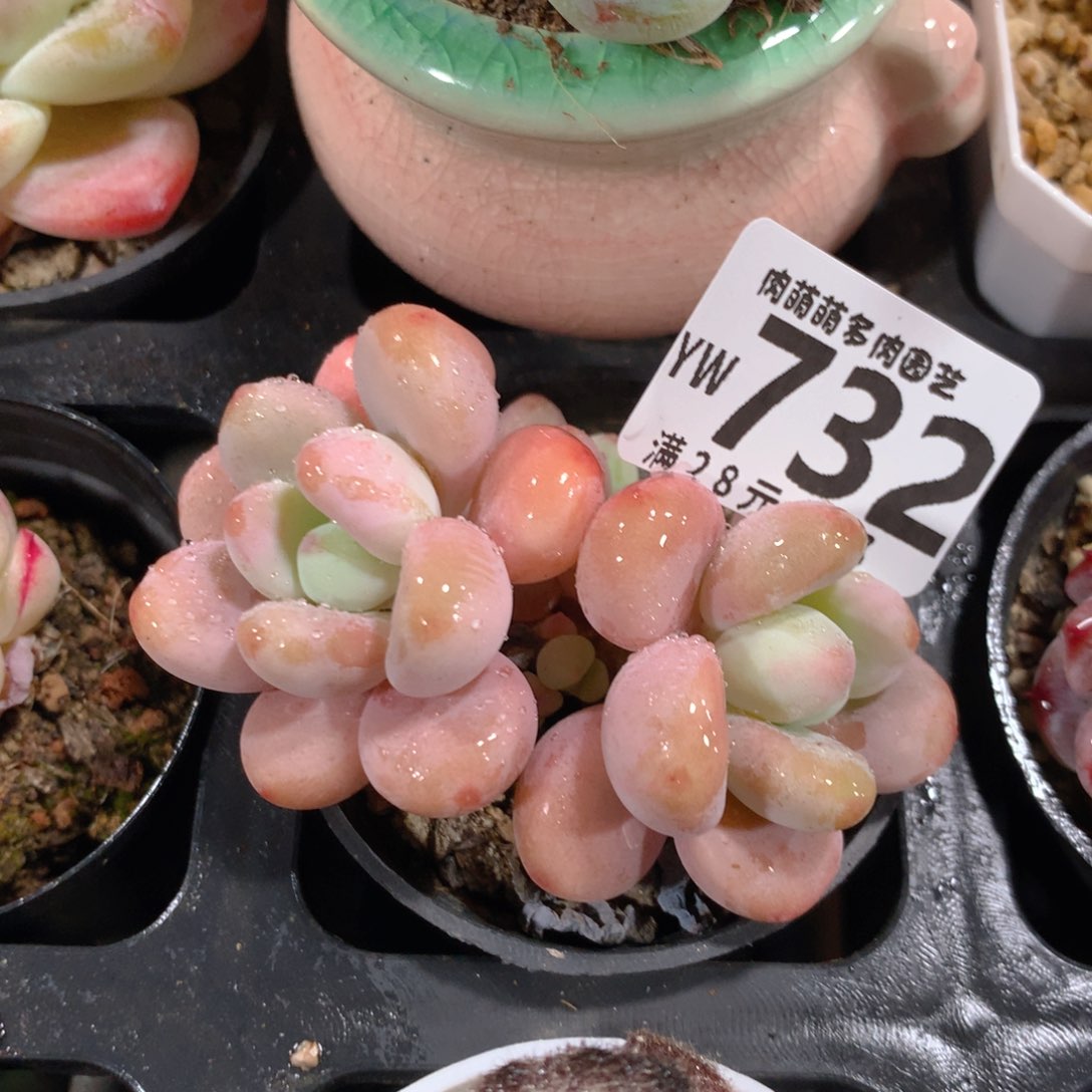 5CM拇指盆精控多肉YW732