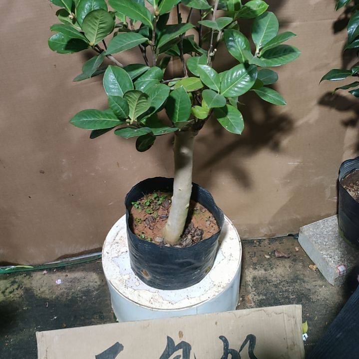 315恨天高，原盆原土发货，不包邮