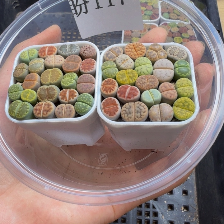 多肉植物的生长发育117