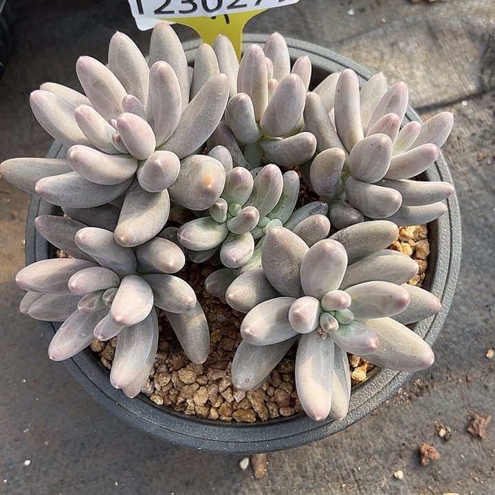 1230279 乌拉奶美人群生8头