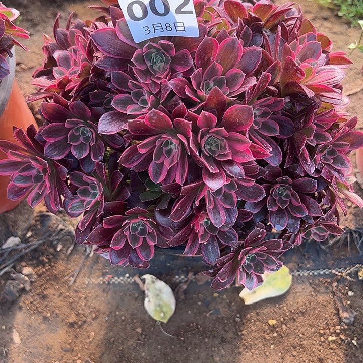 3.8-2男神多肉植物1