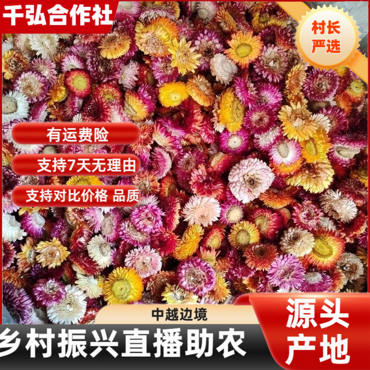 （村长严选）-永生菊