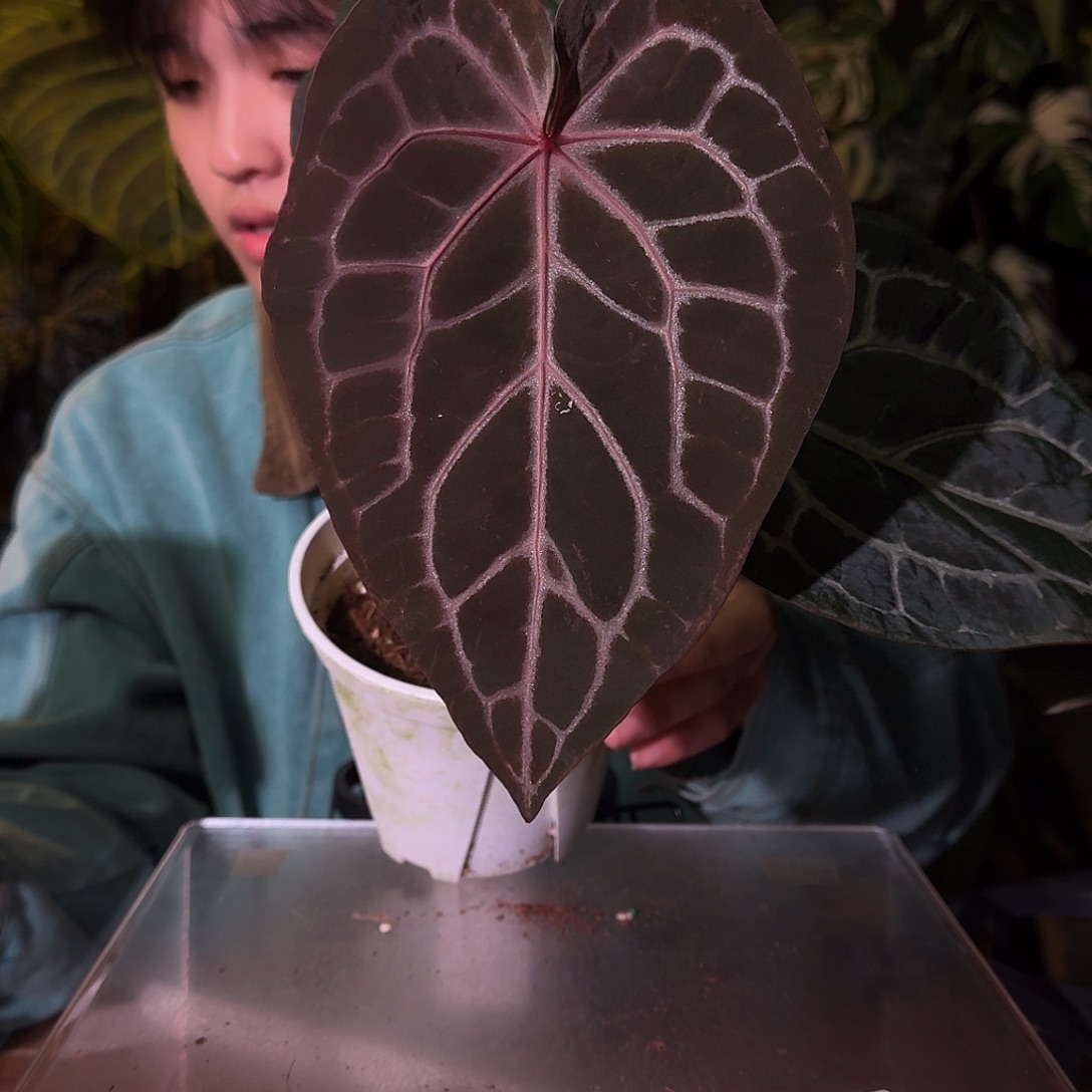 不开花植物B110神奇男孩杂巧克力