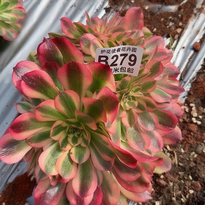 多肉法师香妃缀化