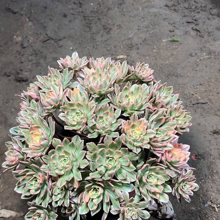 多肉植物法师甜茶63