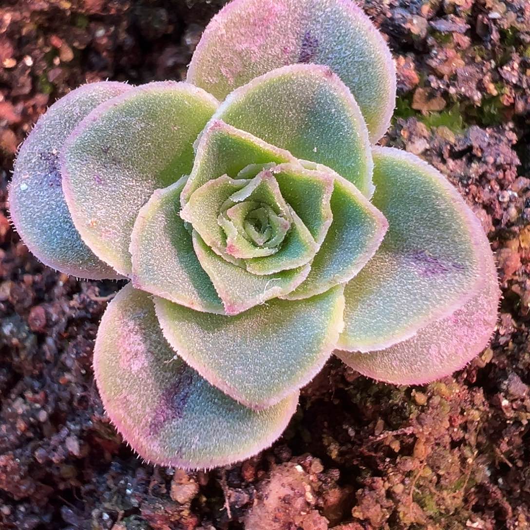 蕾丝柠月  T704  福利