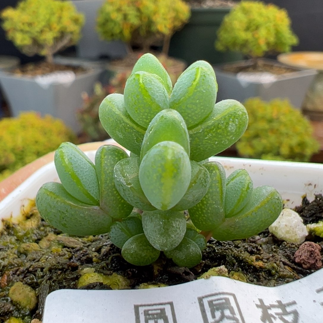 dy3724小小小元宝冠幅2.5cm