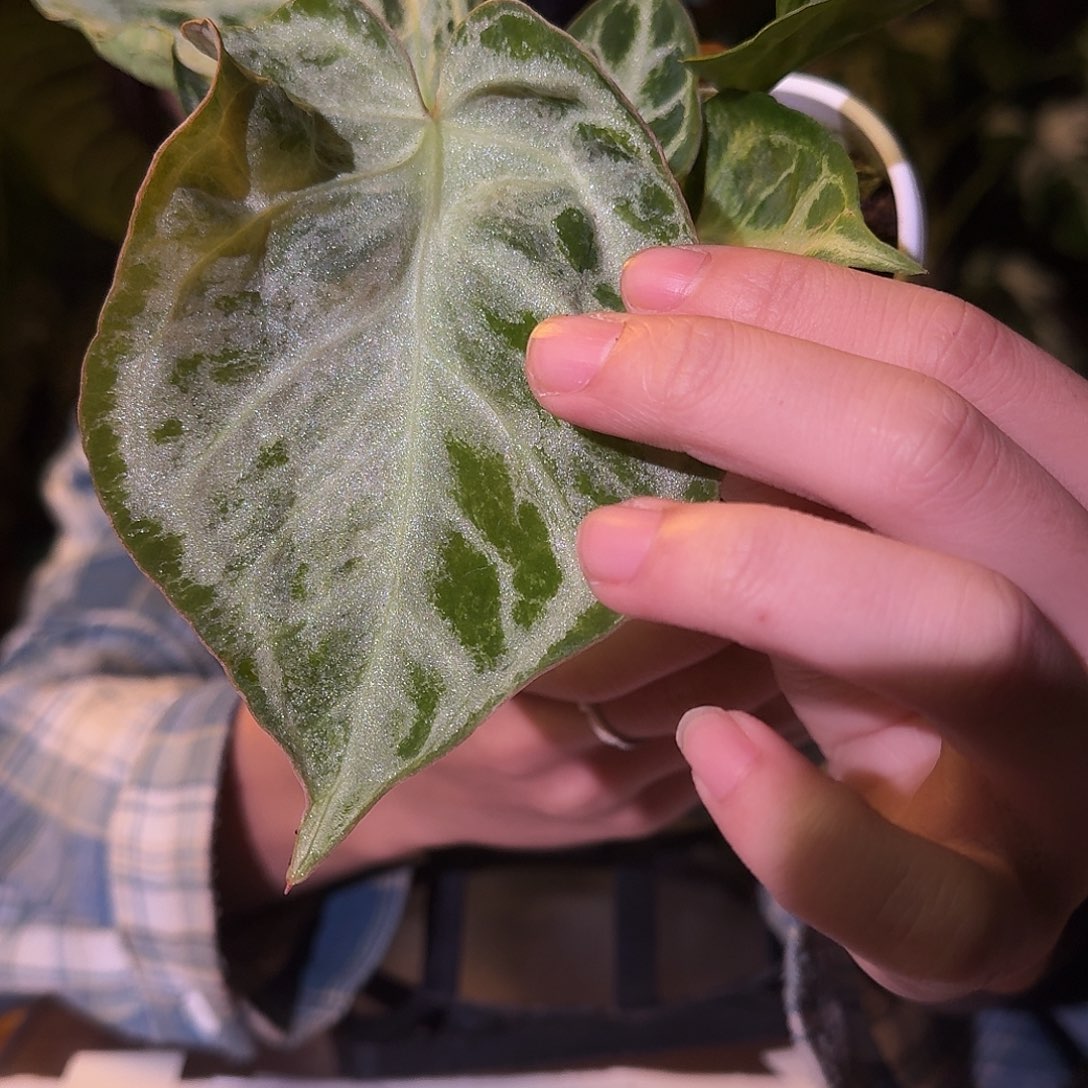 不开花植物V174个体白月光