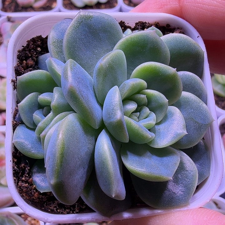 无尽灯叶插苗一物一拍