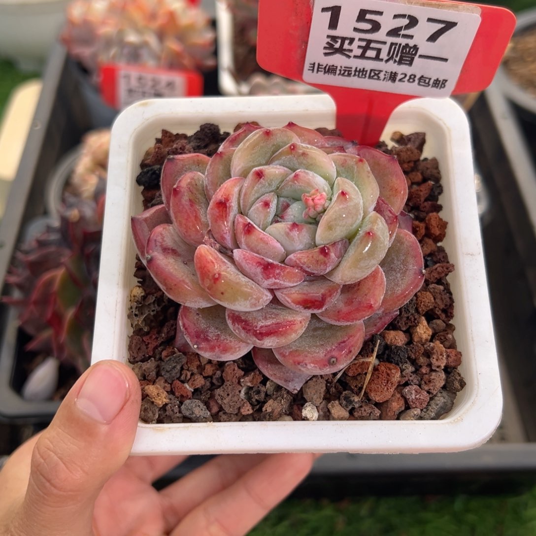 表妹精品多肉1527.