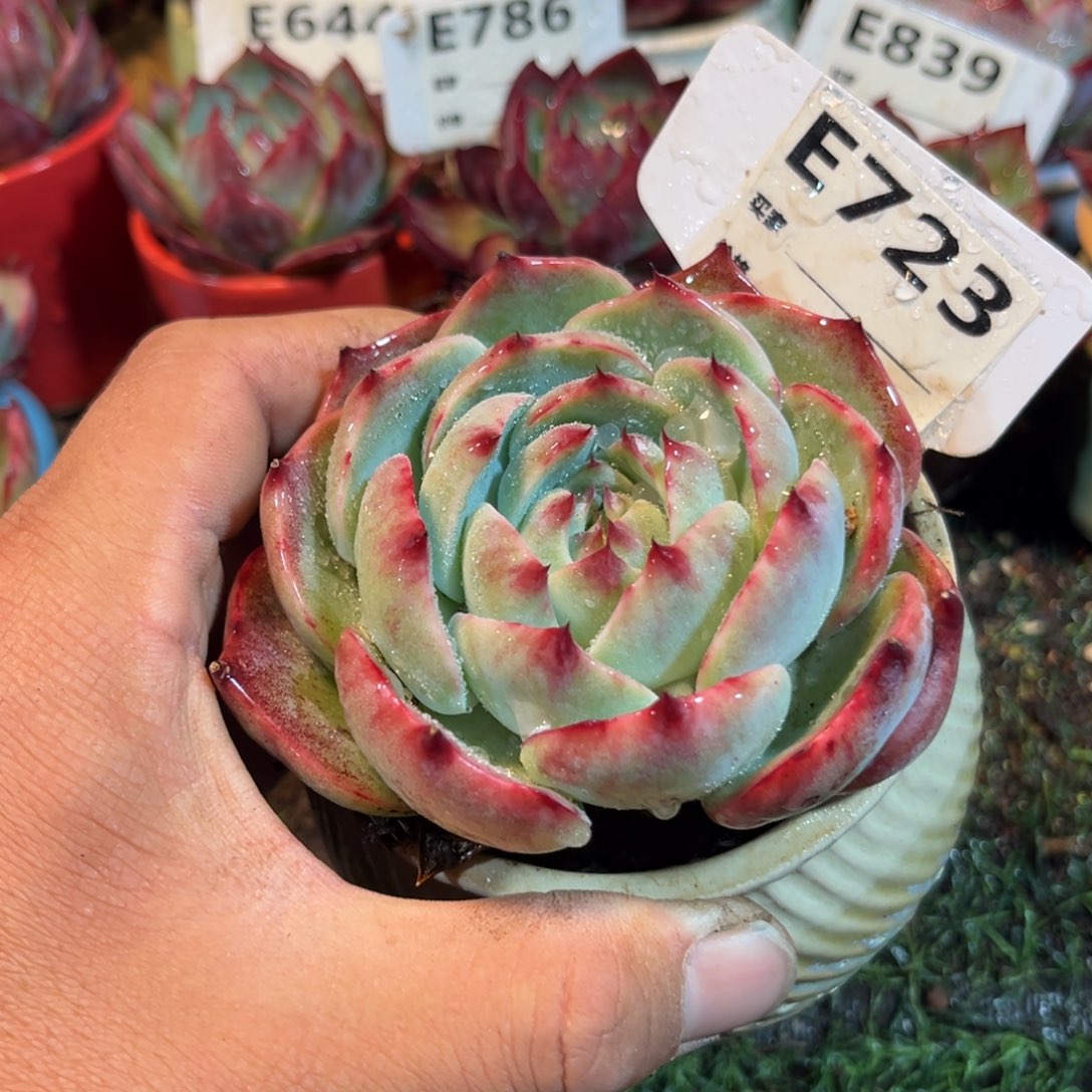 惊鸿一瞥723号多肉