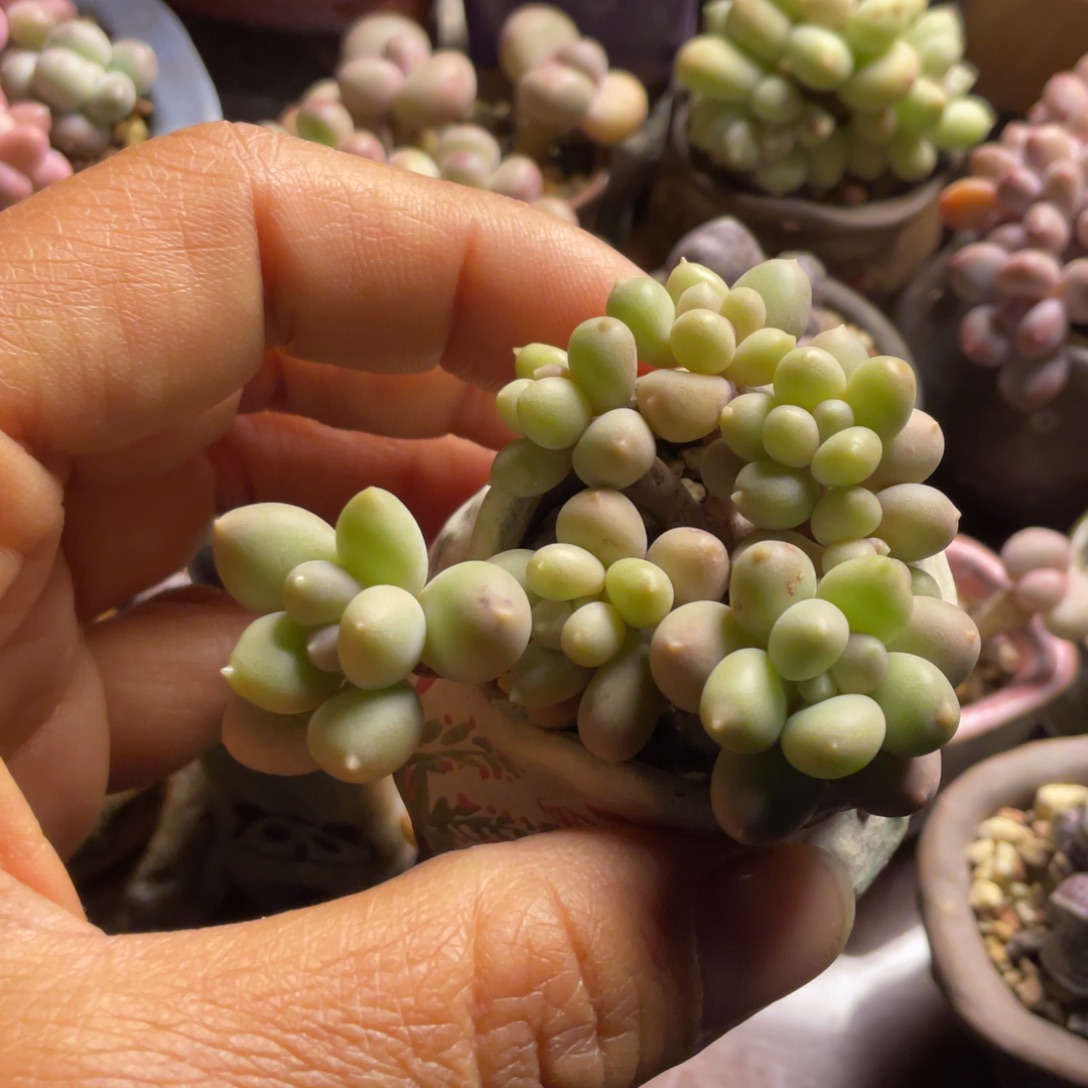 T***c樱花奶酪一体一个