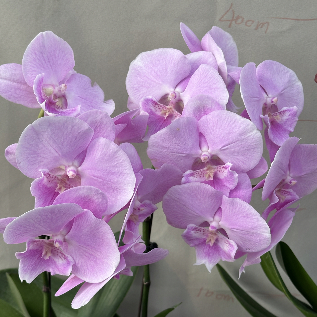 玲泷优选（月亮公主）蝴蝶兰花期长好养护