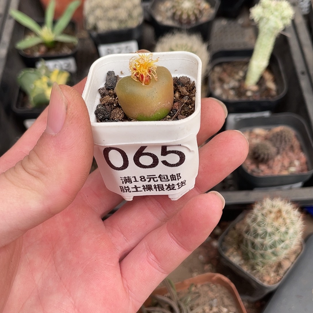 65毛汗尼（满18包邮）