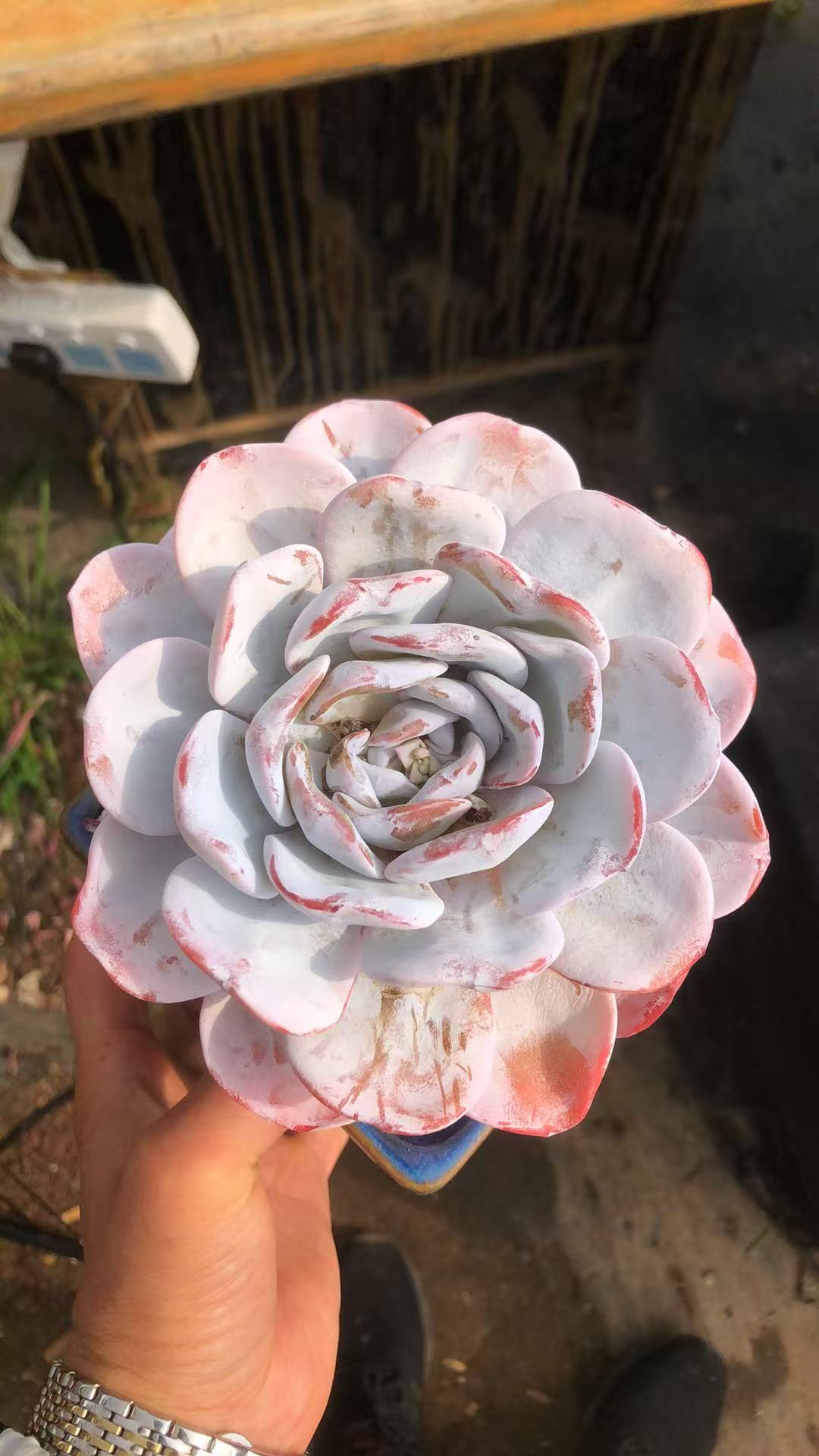 厚叶圆叶老桩高桩粗桩精控 短肥圆 仙 