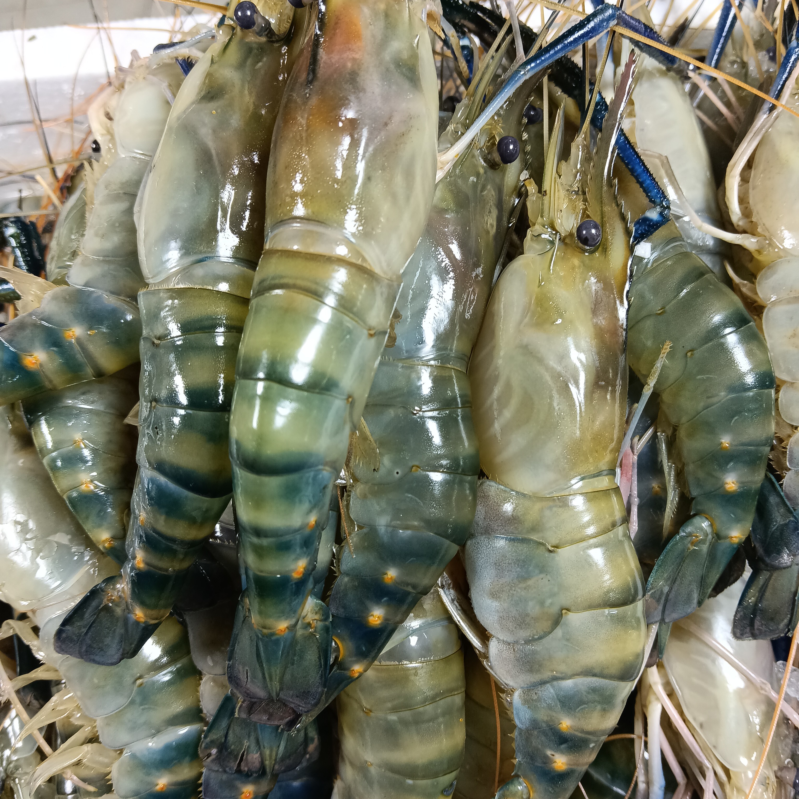 新鲜罗氏虾两斤（加冰保鲜发货)