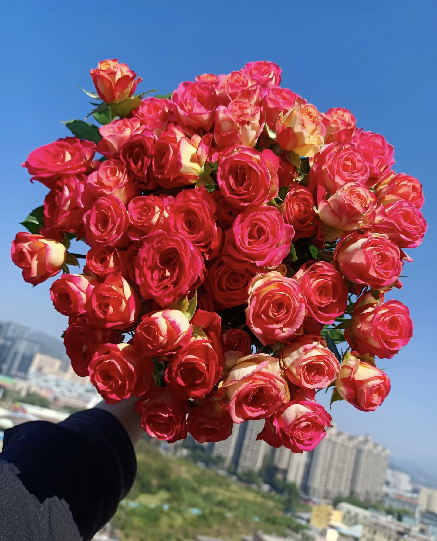 （一单包邮）爱丽丝多头玫瑰 鲜花云南基地直发