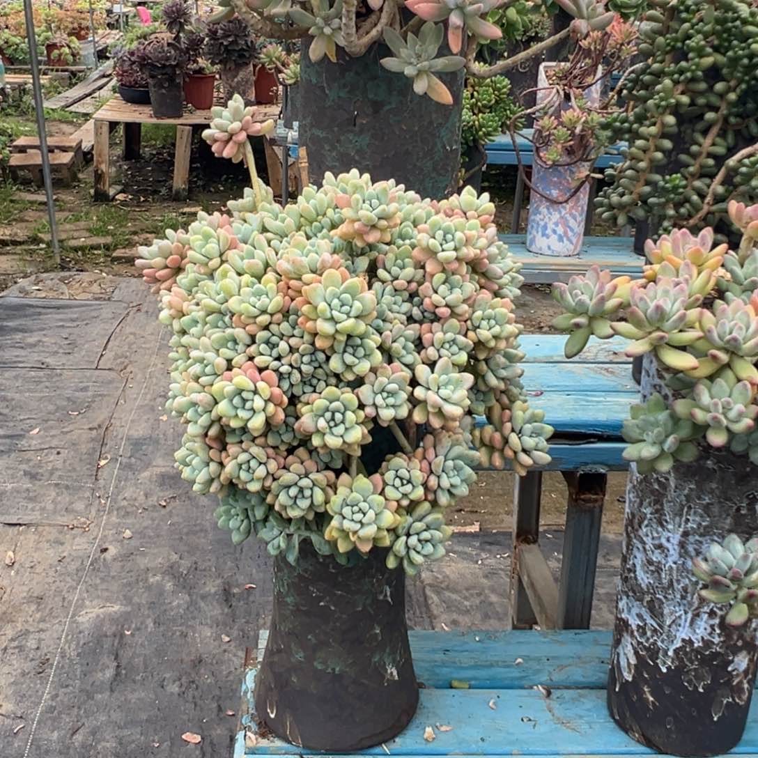 精品雪酪蛋糕妖桩 裸根