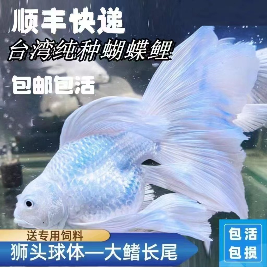 正宗台湾蝴蝶鲤赛级白短球体大鳍大尾好养耐活活体发货