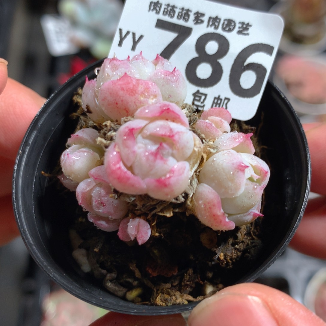 5CM拇指盆精控多肉YY786