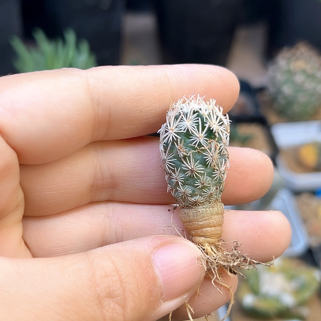紫王子实生球一颗