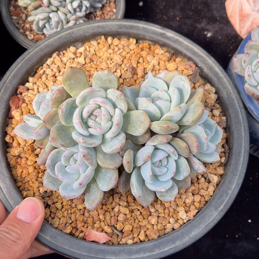 新年快乐 新年快乐