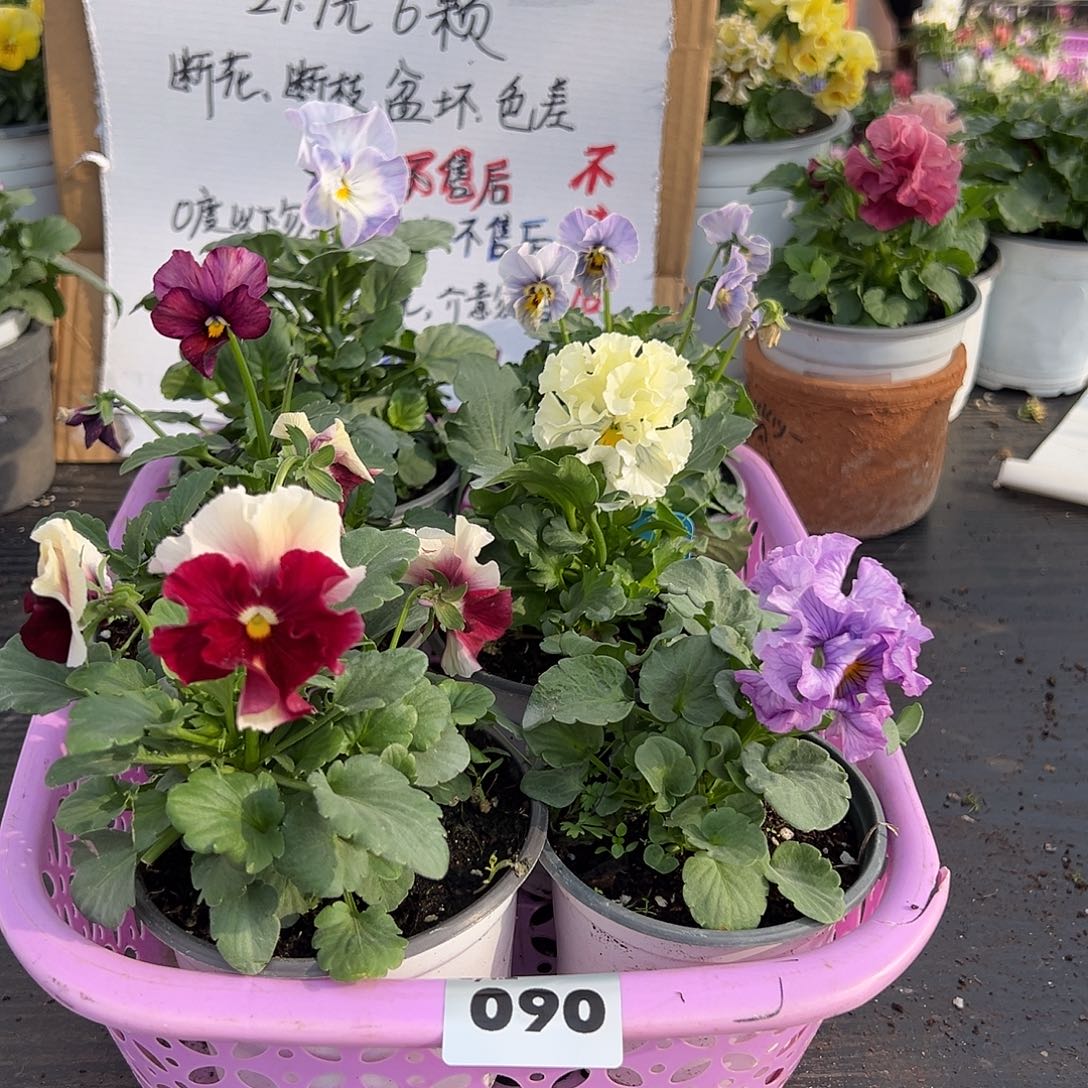 大部分花苞少量开放090号