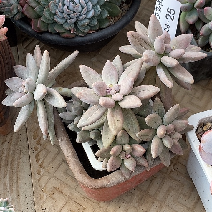 小七夕多肉白兰地25