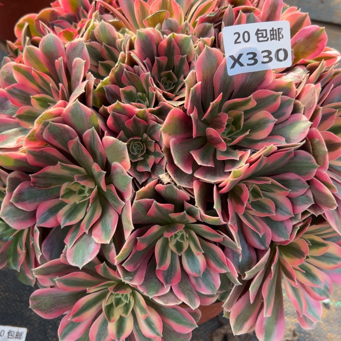 330女妖，满20包邮