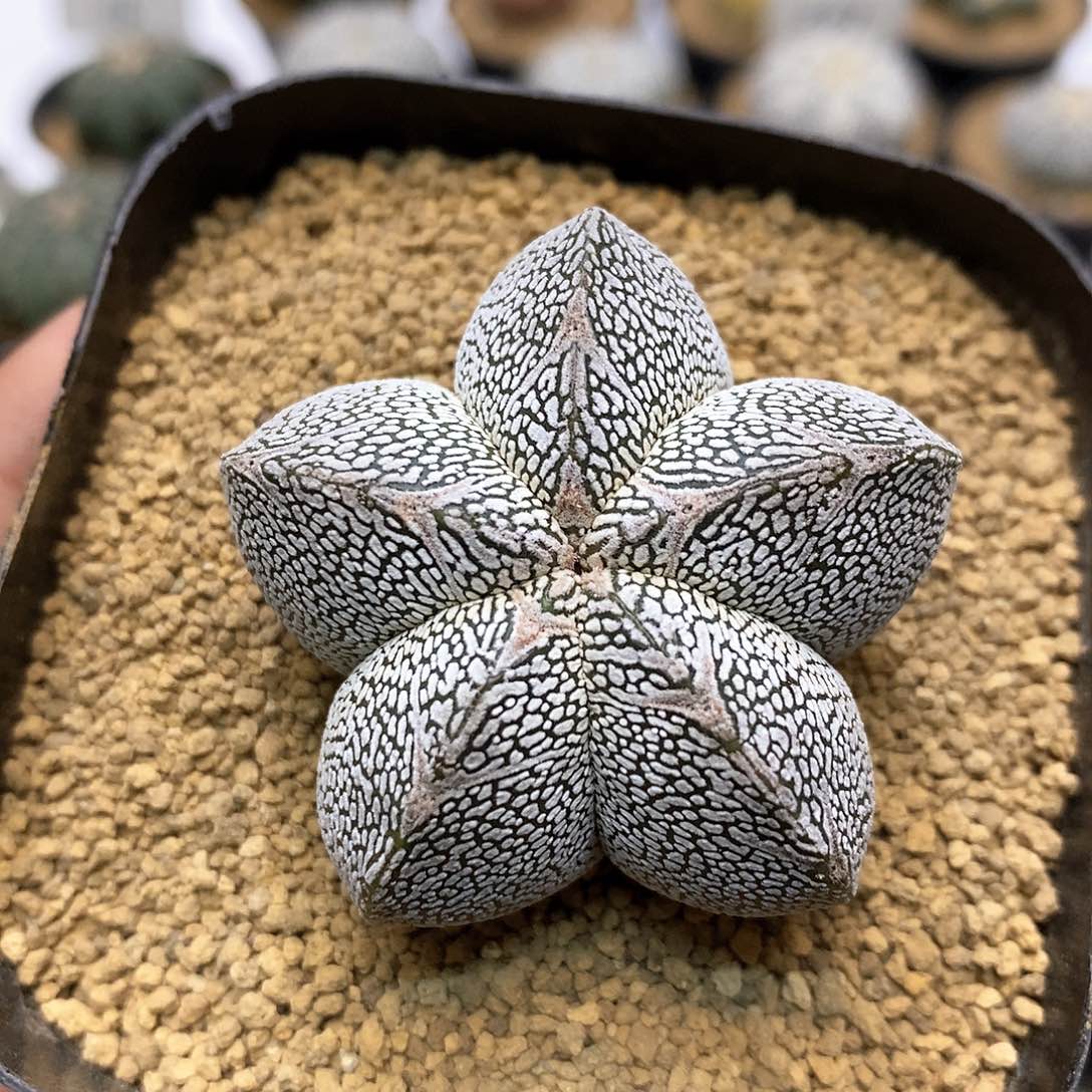 开播特价来了福利姬