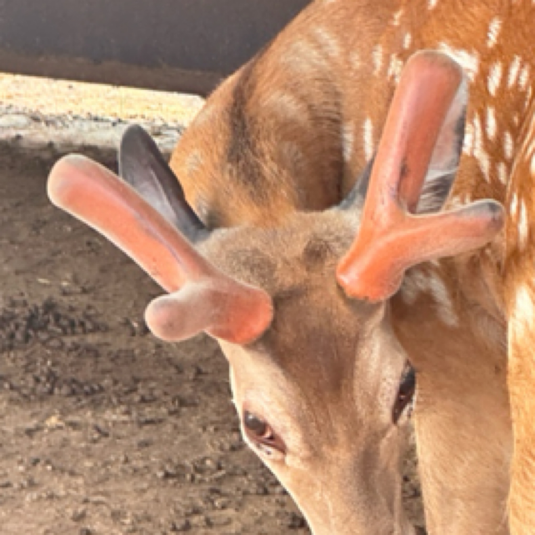 吉林鹿乡 鹿产品直播间选购 以实物为准