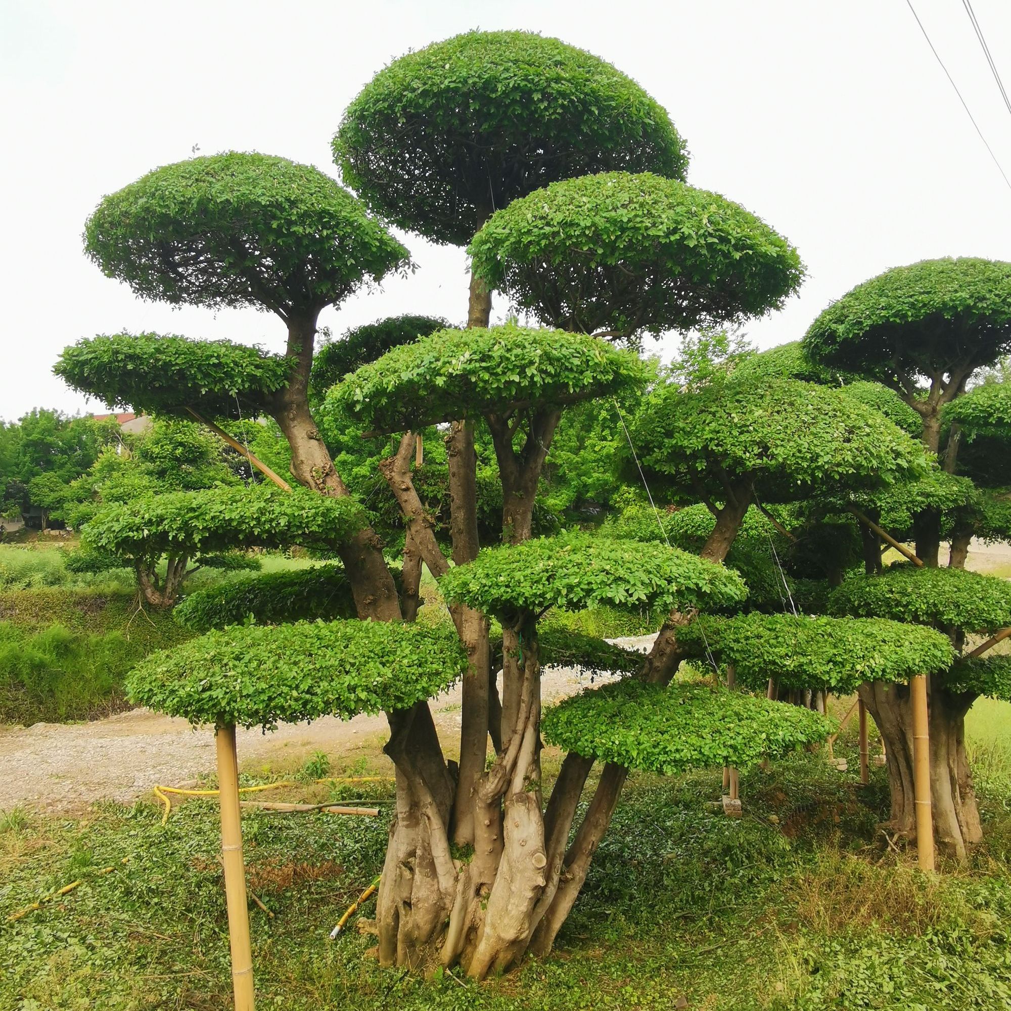 对节白蜡古桩景点树