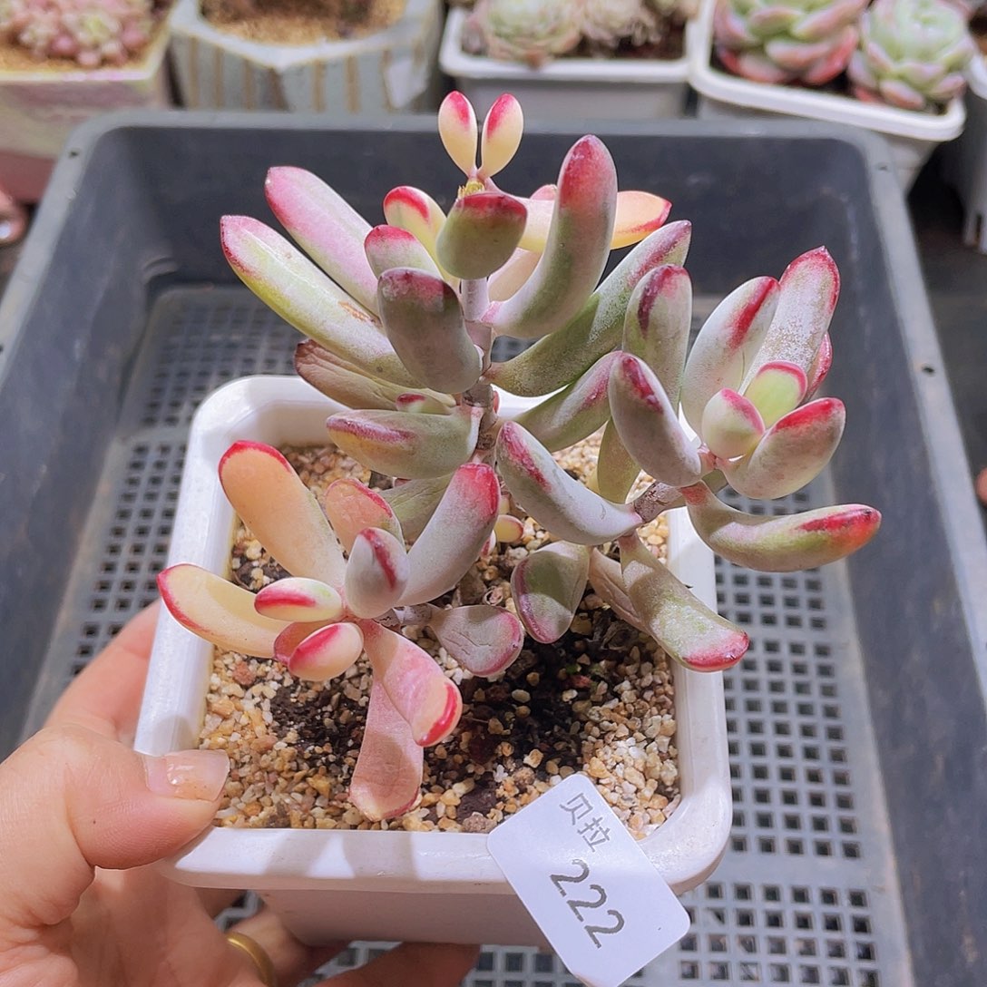 222 精品多肉一物一拍