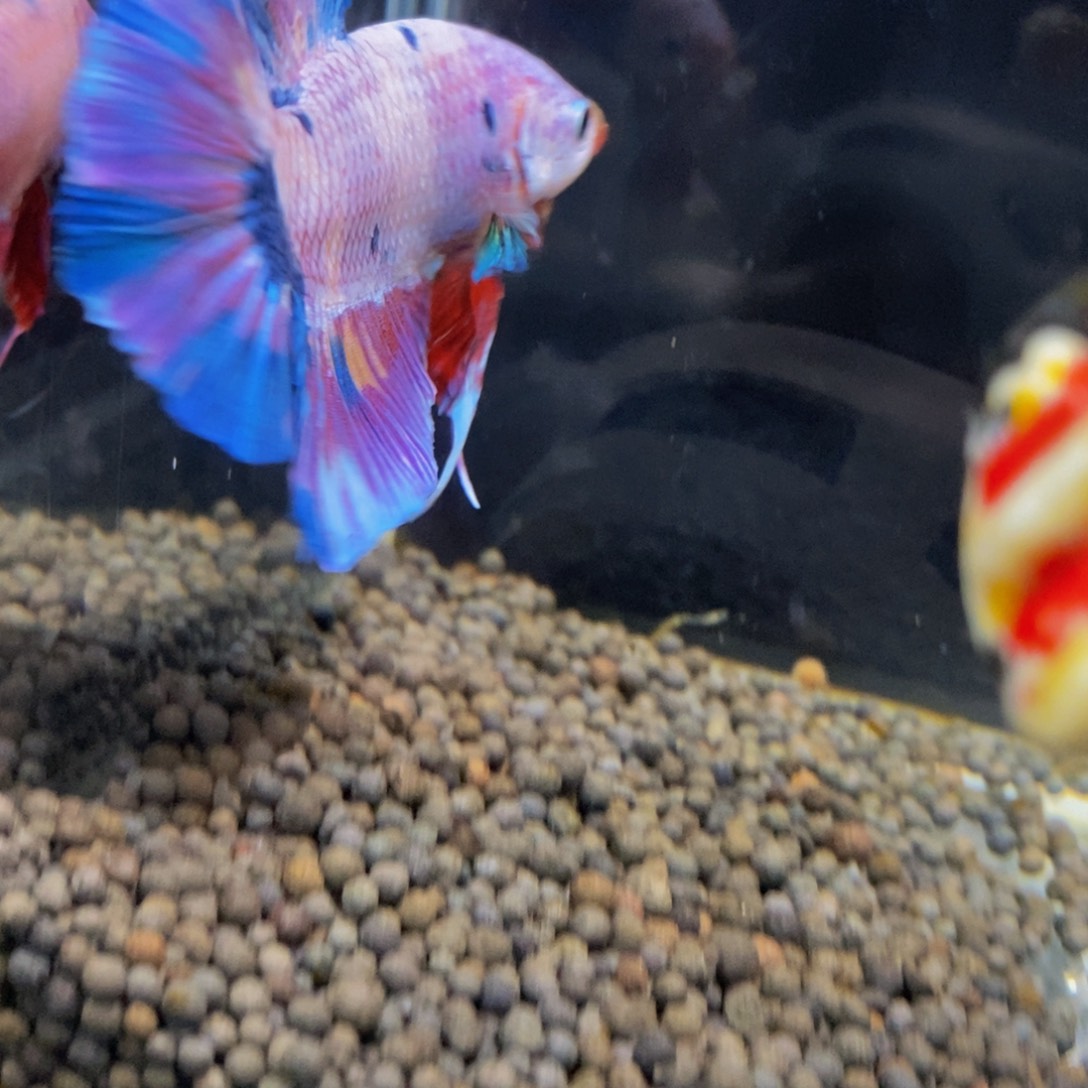 斗鱼265巨斗111111