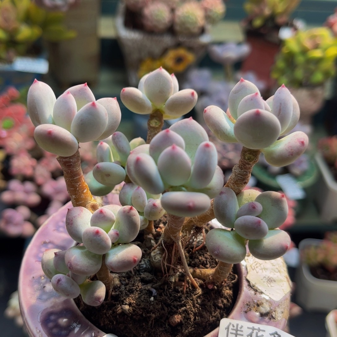 198苹果奶树8cm多肉