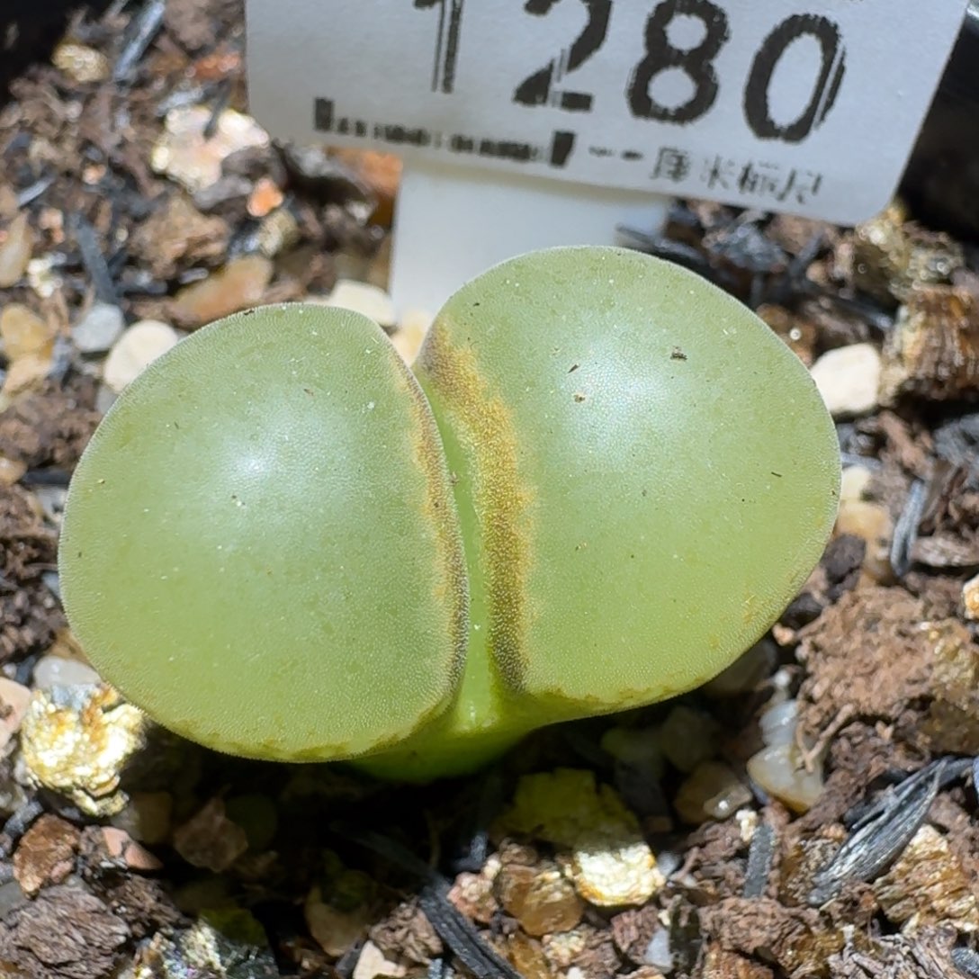 Zzz冬天真便宜啊1280