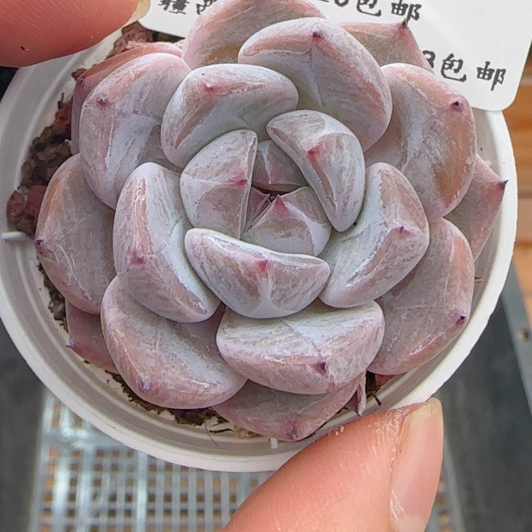 0610-264暗纹糖心