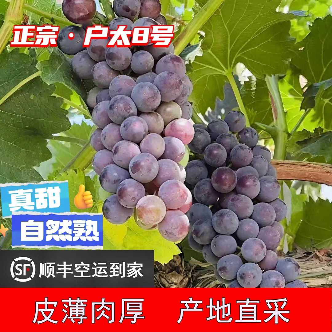 明日达【顺丰空运包邮】陕西户太8号葡萄皮薄肉厚香浓新鲜采摘 原生态种植 无膨大剂无甜蜜素 源头产地：陕西省