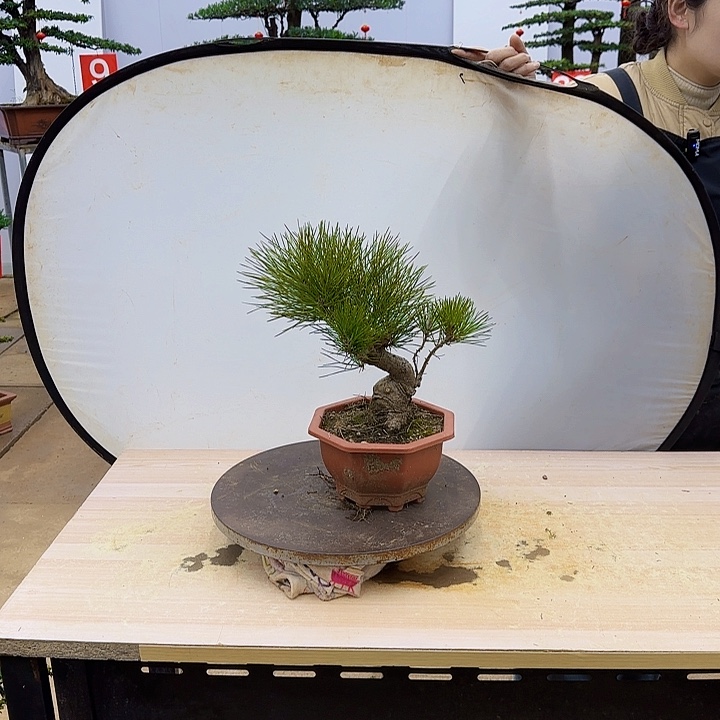 盆景直播间一物一拍