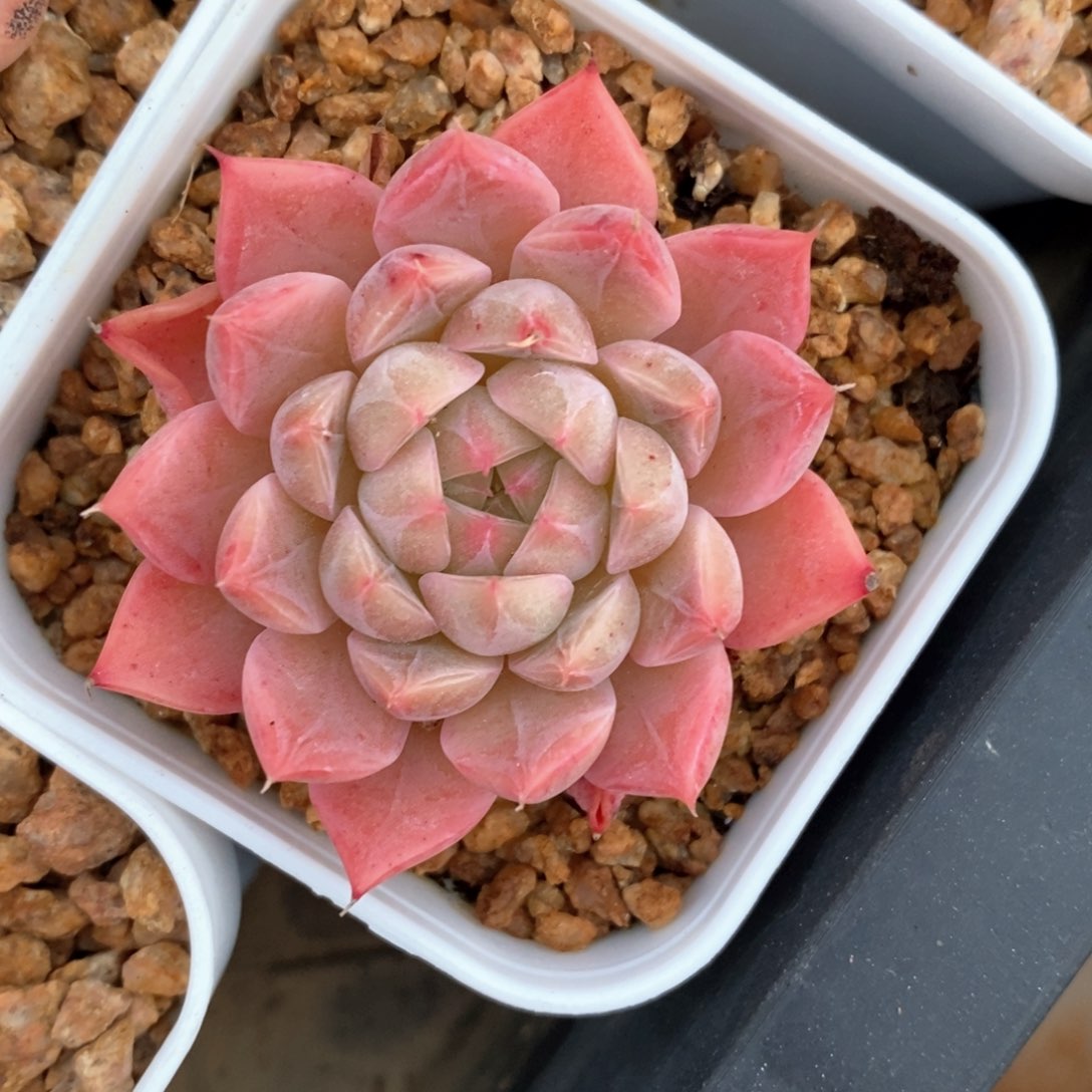 精品多肉一物一柏不包整040