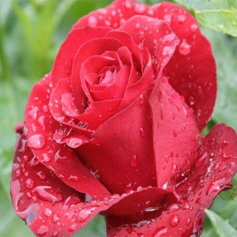 法兰西  四季灌木月季