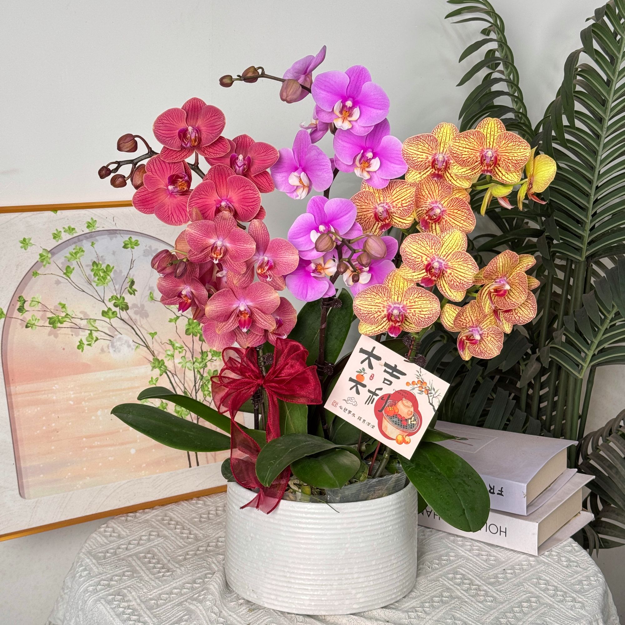 妗画【全家福】蝴蝶兰鲜花精致组盆 开花株 室内绿植 