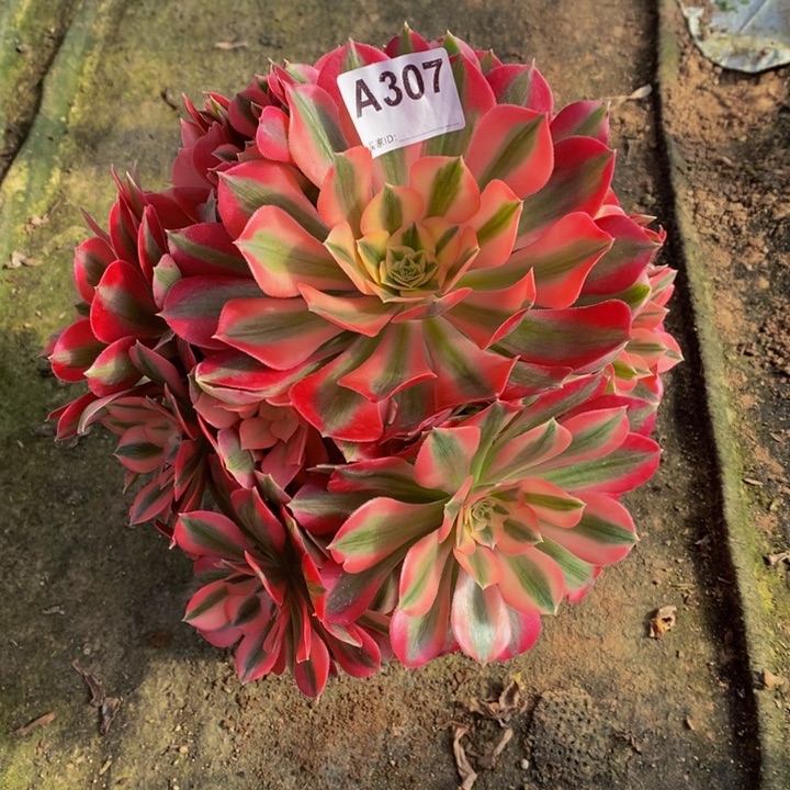 女巫多肉植物307