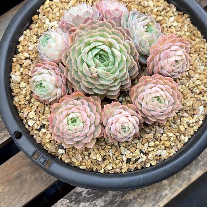 多肉植物，昂斯若