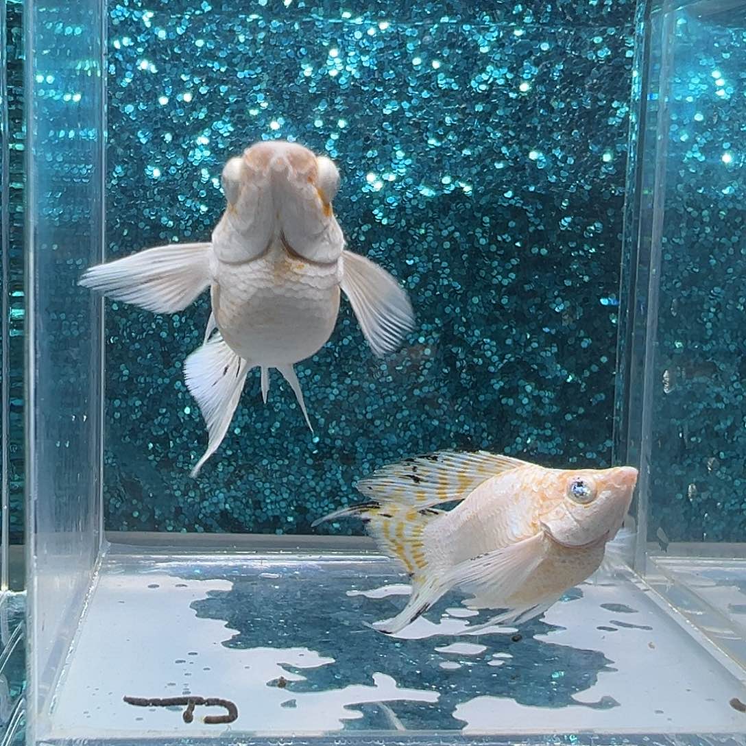 孔雀鱼樱花玛丽一对0010